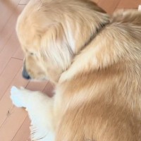 床に寝そべる大型犬→『背中』をよく見ると、乗っていたのは…尊すぎる光景が89万再生「同じ色で可愛すぎる」「犬も動けなくなるんだｗ」