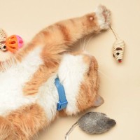 猫が『おもちゃに興味を示さなくなった』ときの理由5つ　遊ばなくなるのはなぜ？夢中にさせるコツまで