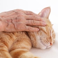 猫が『天国へ旅立つ直前』に残したいメッセージ4つ　最期の時間に込められた飼い主への想いとは