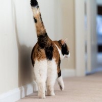 猫があなたに『しっぽで触れてくる』ときの心理5選　伝えたいことがあるの？気持ちを読み取るためのポイントまで