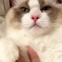 仰向けになってくつろぐ猫→『お腹をなでなで』されると…7秒後の『信じられない光景』が184万再生「えええ」「6秒まで全然だったのにｗ」