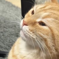 猫が『久しぶりに甘えてきた』と思ったら…『おてての動き』を見ると→尊すぎる光景が94万再生「超絶可愛い」「赤ちゃんの気持ちなのね」