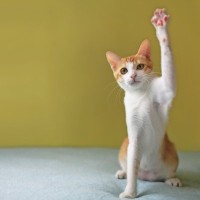 猫が前足で『チョイチョイ』してくる3つの理由　仕草に込められた意味や気持ちの見分け方