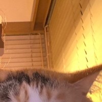 隣に来た愛猫に『撮るよー』と声をかけた結果…想定外な『可愛すぎる反応』に４万いいね「尊すぎて涙が出る」「返事してくれるのいいね」