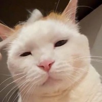 綿棒を使って猫のことを『優しくマッサージ』すると→『表情』が変化して…尊すぎる光景に「うっとりｗ」「お顔がとっても可愛い」と反響