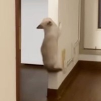 1匹の子猫が壁を登り始めると、ほかの子猫たちも続々と集まってきて…たまらなく可愛い光景が42万再生「ニヤニヤしちゃうな」「すごいｗ」