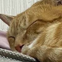 『本当にビックリした』→眠っている猫のそばにあった『まさかのモノ』とは…「私なら心臓止まってた」「確かに見えるｗ」驚きの光景が話題に