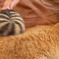 背中をブラッシングしてもらっている茶トラ猫→『お腹の下』を見ると…笑ってしまう『まさかの瞬間』に２万いいね「重なってるｗ」