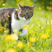 亡くなった猫が待つ『虹の橋』に関する4つの説　どう過ごしているの？いつの日か再会できる？