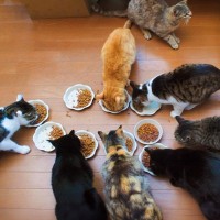 猫の『多頭飼い』に失敗しないための注意点4つ　考慮すべきポイントや飼育環境の整え方