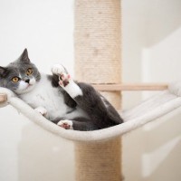 猫が『ハンモック』でくつろぐ理由4つ　安全を守るための注意点から選び方のポイントまで