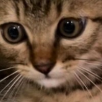 ケージの中にいる保護子猫→近づいてみると、『耳』が…思わず笑ってしまう瞬間が23万再生「ごめん可愛すぎる」「ヨーダみたいｗ」
