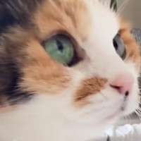 子猫のような見た目の猫→『実際の年齢』を知ると…信じられない光景が80万再生「ええええ見えない」「めっちゃ若く見える」と驚愕の声続出