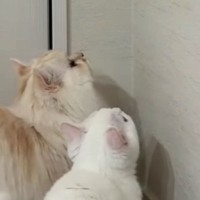 虫を狙ってジャンプするも届かない子猫→『兄猫』が登場すると…爆笑の展開が88万再生「心温まる展開かと思ったらｗ」「一緒に飛んでるｗ」