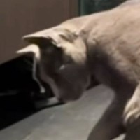 妙に静かな猫、様子を見に行くと『水入れの前』で……まさかの光景が147万再生「すっごい頭いいんだろうな」「芸術家が誕生した瞬間」