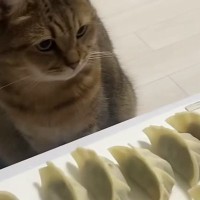 餃子を作り始めると、ネコが近くの椅子に座って…じっと見守る『可愛すぎる様子』に「仕事しているフリが上手いｗ」「表情がかわいいｗ」と反響