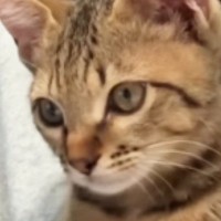 飼い主に向かって鳴き続ける子猫→『抱っこ紐』に入れると…赤ちゃんすぎる光景に「何でもしてあげたくなる」「愛おしい」と18万再生