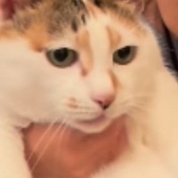 女の子が『大きな猫』を抱っこしようとした結果…泣けるほど可愛い『ふたりのやり取り』が141万再生「逃げないのが凄いｗ」「顔が似てる」