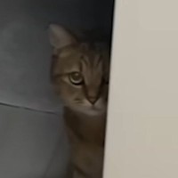 『掃除機が大嫌いな猫』→掃除機をかけようとすると…可愛すぎるリアクションに癒される人が続出「察知してんの凄い」「すごい不満そうｗ」