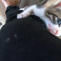出かける準備をしていると、『2匹の子猫』が近づいてきて…想像以上の『猛烈アピール』に「出かけられないｗ」「行ってしまったら罪ｗ」の声