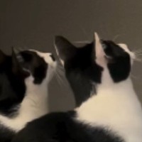 『おもちゃに夢中な2匹の猫』→他の猫も集まってきて…たまらなく可愛らしい様子が19万再生「すごい反応ｗ」「ハチワレ天国すぎる」