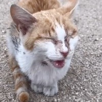 目が開かない状態で外をさまよっていた『ボロボロの猫』→保護されると…別猫のような『変化』に感動の声「優しさに涙が出た」「ありがとう」
