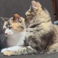 『今日も仲良しだなぁ』と毛づくろい中の『双子の猫』を撮っていると…まさかの展開に４万いいね「アクビに笑ったｗ」「大好きなんだろうね」