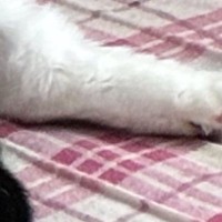 部屋に入った瞬間『くつろぐ猫』を見て大爆笑…まさかの『おっさんすぎる光景』に１万いいね「背中にチャックありそう」「社長感」