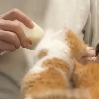 ４匹の保護子猫→『ミルク』をあげると…あまりにも『尊い行動』に反響「こんなに小さいのにわかるんだね」「めちゃめちゃ可愛い〜ｗ」