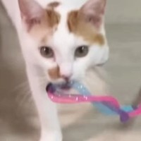 おもちゃをくわえて『飼い主のもとに向かう猫』→次の瞬間…とんでもない展開が45万再生「すごい瞬間が撮れてるｗ」「スリに遭ったねｗ」