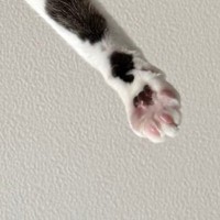 朝起きると、目の前で『猫』が…思わず笑ってしまう『まさかの光景』に２万いいね「眠気も吹っ飛ぶねｗ」「よっ！て感じでかわいいｗ」