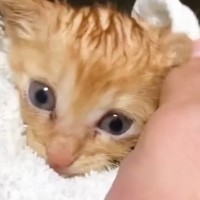 豪雨の日に保護された『小さな子猫』…立派に成長した『６年後の光景』に感動の声「素敵なお兄ちゃんになったね」「生きててくれてよかった」