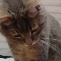猫の前に『ペットボトルの蓋』を転がすと…あまりにも独特な『まさかのポーズ』が25万再生「やだ～ちょっと男子ー」「変な笑い声出ちゃった」