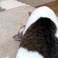 同居猫が馬乗りになって毛づくろいをし始めて…可愛すぎる『表情』に「まんざらでもなさそうｗ」「なかなかシュールｗ」と笑う人が続出