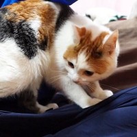 遊びに来た友人に近づいた三毛猫→膝の上に乗ると…思わず嫉妬してしまう光景が13万再生「恋なのかしらｗ」「幸せそうで良かった」