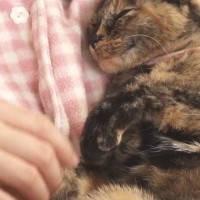 抱っこされる甘えん坊猫→左のおててを触ろうとすると…予想外の『かわいい反応』が44万再生「何回も見てしまったｗ」「ホント不思議ｗ」
