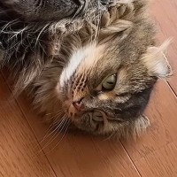 猛暑日、『猫たちの様子』を見ていると…ほっこりする『日常の光景』に癒される人が続出「みんな落ちてて可愛いｗ」「笑いと癒しをありがとう」