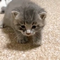 保護された赤ちゃん猫→よちよち歩きで近づいてくると…涙が出るほど『尊い光景』が45万再生「健気で可愛くて泣けてくる」「癒されまくった」