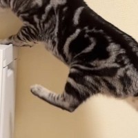 空気清浄機の上に乗りたいのに『足が届かない猫』→諦めずに頑張った結果…思わず応援したくなる光景が23万再生「がんばれーｗ」「笑ったｗ」