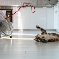 猫にとって逆効果となる『誤った暑さ対策』5選　起こりうるトラブルから正しい方法まで解説