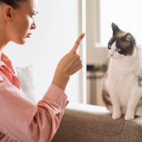 猫に恐怖心を抱かせる『危険な叱り方』3選　絶対にしてはいけない理由や正しい伝え方も