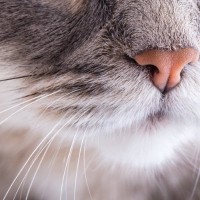 猫の『嗅覚』にまつわる秘密5選　優れた能力から驚きの機能までご紹介
