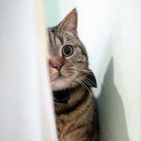 猫の心を傷付ける『飼い主の暴言・態度』4選　強いストレスを与える危険性や起こりうるトラブルまで