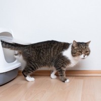 猫の『トイレ』を置いてはいけない場所5選　見直しが必要な理由や快適な設置場所の条件まで