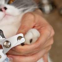 猫の『爪切り』をサボると起こりうるリスク3つ　定期的なケアが必要な理由や嫌がる猫への対処法も