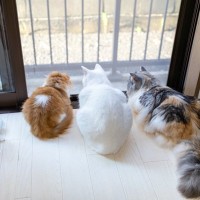 猫を『ベランダ』に出すのは避けたほうがいい理由4つ　考えられるリスクや出たがるときの対処法