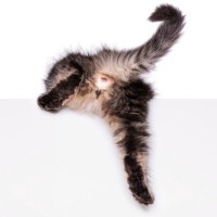 猫の『肛門腺絞り』はしたほうがいい？　必要となるケースや正しい方法まで解説