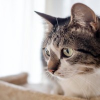 猫が『パニック状態』になりやすい瞬間3選　落ち着きを失う理由や安心させる方法まで