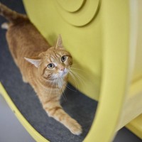 猫の『運動が不足』していると見られるサイン6選　健康への悪影響や上手な解消法をご紹介
