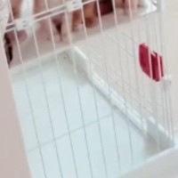 朝起きて部屋のドアを開けたら、『４匹の子猫たち』が…悶絶必至の光景が539万再生「悲鳴をあげてしまう」「可愛すぎて涙が出てきたｗ」